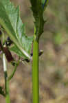 American burnweed